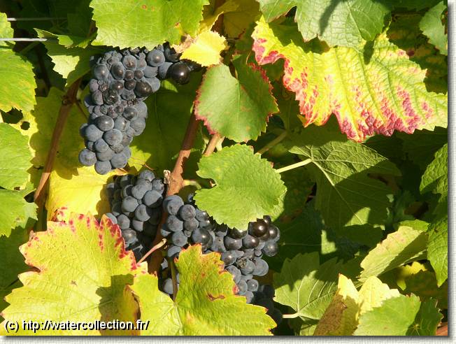 Diapositive suivante